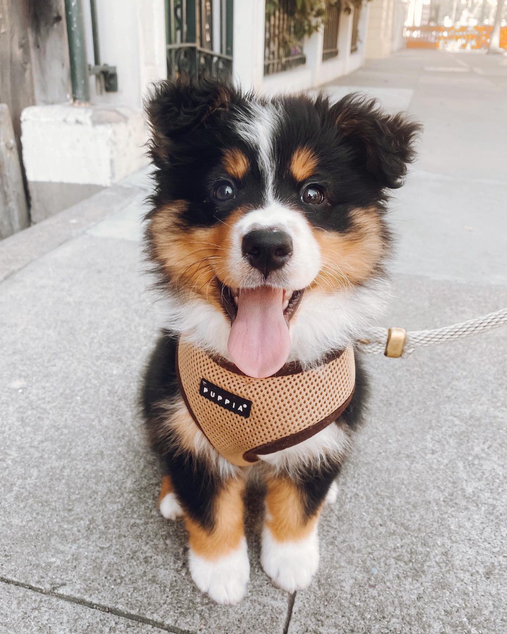 Murphy - Australian Shepherd Puppy